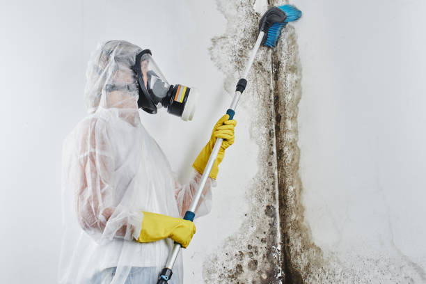Best Bathroom Mold Remediation in Cottonport, LA